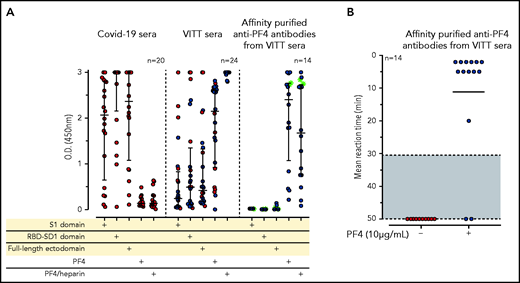 IgG antibodies in patients with COVID-19 or VITT against anti-SARS-CoV-2 spike protein and PF4. (A) Individual OD results of sera tested by ELISA. Error bars are medians with interquartile ranges (indicated by red lines). Graph shows sera of patients with COVID-19 (n = 20), patients with VITT (n = 24), and PF4-affinity-purified (blue stars) IgG or PF4-heparin affinity-purified (^) IgG from VITT sera (n = 14). The 14 sera used for affinity purification of anti-PF4 IgG are indicated by green filled circles. All sera and the respective affinity-purified anti-PF4 IgG fractions were tested against SARS-CoV-2 S1 domain, RBD-SD1 domain, spike full-length ectodomain, PF4, and PF4-heparin complexes. Sera of patients with COVID-19 reacted with the spike protein and its S1 and RBD domains but not with PF4 or PF4-heparin complexes. VITT sera reacted with spike protein epitopes and PF4, but reactions were strongest with PF4-heparin complexes, whereas the affinity-purified anti-PF4 antibody fraction reacted with PF4 and PF4-heparin complexes but not with the spike protein or its S1 and RBD-SD1 domains. All negative controls (n = 15) gave negative results (supplemental Figure 3). The positive controls in the experiment with affinity-purified antibody for binding of antibodies to the S1 domain, the RBD domain, and the spike protein were positive (data not shown). (B) As a control to show that the affinity-purified anti-PF4 antibodies could still activate platelets, we incubated 75 µL washed platelets in Tyrodes buffer with PF4 (10 µg/mL) and added 10 µL of the affinity-purified antibodies, which reacted in the same manner as the original serum. Results of 14 affinity-purified antibody fractions are shown. Twelve showed strong platelet activation in the presence of PF4. Two antibody fractions still reacted positively by PF4-heparin ELISA but no longer activated platelets, most likely as a result of an antibody yield that was too low after affinity purification.