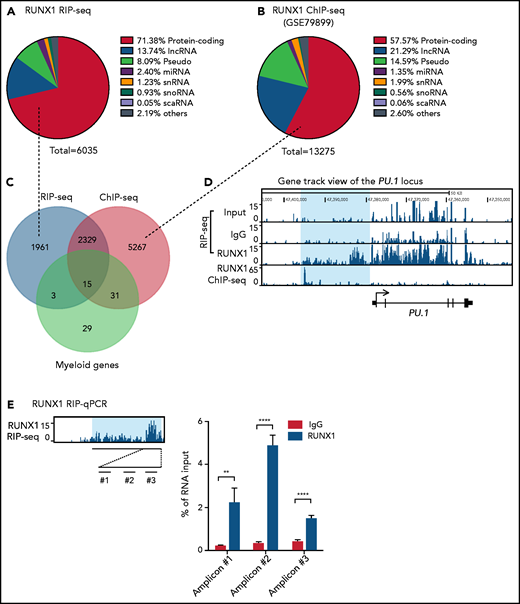 Screening of gene loci exhibiting concurrent RUNX1 RNA and DNA interactions in THP-1 cells. (A-B) Pie charts showing proportions of RUNX1 RIP-seq peaks and RUNX1 ChIP-seq peaks in coding and noncoding gene families. ChIP-seq data were from published source53 under the Gene Expression Omnibus (GEO) accession number GSE79899; snoRNA, small nucleolar RNAs; snRNA, small nuclear RNA; miRNA, microRNA; scaRNA, small cajal body-specific RNA. (C) Venn diagram intersecting RUNX1 RIP-seq and RUNX1 ChIP-seq gene lists and the myeloid gene list. (D) Gene track view of the PU.1 locus including the upstream region (highlighted in blue). Shown are RIP-seq tracks (Input, IgG, and RUNX1) and RUNX1 ChIP-seq tracks (GSM2108052). Data were integrated in the University of California, Santa Cruz (UCSC) genome browser. (E) RUNX1 RIP-qPCR confirmation. Left panel: location of 3 PCR amplicons (#1, #2, #3). Right panel: enrichment of RNAs captured by anti-RUNX1 antibody and IgG control at 3 amplicons relative to input. Error bars indicate SD (n = 3). **P < .01; ****P < .0001. See also supplemental Figure 1 and supplemental Table 3.