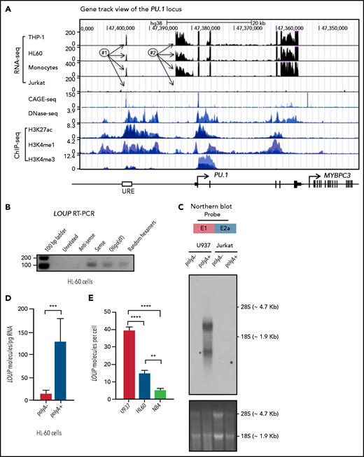 Characterization of long noncoding RNA LOUP. (A) Gene track view of the genomic region encompassing the PU.1 locus. RNA-seq tracks include THP-1, HL60, primary monocytes, and Jurkat. DNase-seq and ChIP-seq are overlay tracks of monocyte and myeloid cell lines. These data were processed from published data in GEO (see “Methods” for details). The CAGE-seq track was imported from the FANTOM5 project; #1, #2, and arrows point to locations of the RNA peaks. (B) RT-PCR analysis of LOUP’s transcript features. First-strand cDNAs were generated from HL-60 total RNA using a primer that does not anneal to the PU.1 locus (Unrelated), random hexamers, Oligo(dT), and strand-specific primers (antisense and sense). (C) Northern blot analysis of LOUP. polyA− and polyA+ RNA fractions were isolated from U937 and Jurkat cells. Top panel: schematic of the probe location spanning exon junction (E1 and E2a; see supplemental Figure 2D). Middle panel: northern blot detection of LOUP’s major and minor transcripts. Bottom panel: RNA gel demonstrating relative migration between 28S and 18S rRNAs stained with ethidium bromide. (D) qRT-PCR analysis of LOUP levels in polyA− and polyA+ RNA fractions isolated from HL-60 cells. Error bars indicate SD (n = 3). ***P < .001. (E) Calculation of LOUP transcript per cell by qRT-PCR. The LOUP RNA standard curve was generated by in vitro transcription. Error bars indicate SD (n = 3). **P < .01; ****P < .0001. See also supplemental Figure 2 and supplemental Table 3.