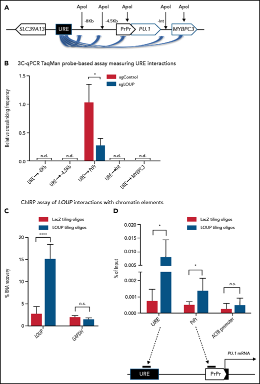 3C and ChIRP assays measuring the effect of LOUP on chromatin looping. (A) Schematic diagram illustrating potential 3C interactions between the URE and genomic viewpoints surrounding the PU.1 locus. Included are restriction recognition sites of ApoI used in the assay. -8 kb and -4 kb are distances from the PrPr in kilobases. (B) 3C-qPCR TaqMan probe-based assay comparing cross-linking frequencies at chromatin viewpoints. The U937 cell clone L2a, carrying a LOUP-homozygous indel that does not alter the recognition pattern of ApoI (supplemental Figure 4D), was used to compare with nontargeting control (sgControl, N1). (C) qRT-PCR assay evaluating levels of LOUP RNA and control GAPDH captured by biotinylated LOUP-tiling and LacZ-tiling probes using ChIRP. (D) ChIRP assay assessing LOUP occupancies at the URE, the PrPr, and ACTB promoter. LOUP-tiling oligos were used to capture endogenous LOUP in U937 cells. LacZ-tiling oligos were used as negative control. Error bars indicate SD (n = 3). *P < .05; ****P < .0001. Int, intergenic; n.d., not detectable.