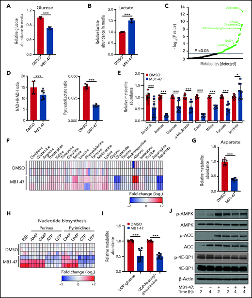MB1-47 depletes TCA intermediates and NTPs in T-ALL cells. (A) Relative glucose abundance in media from DND41 cells cultured in the presence or absence of MB1-47 (mean ± SD; n = 3). (B) Relative lactate abundance in media from DND41 cells cultured in the presence or absence of MB1-47 (mean ± SD; n = 3). (C) Significantly altered metabolites after MB1-47 exposure, ranked by P value (−log10 transformed). (D) Intracellular ratio of NAD+/NADH (left) and pyruvate/lactate (right) in DND41 cells cultured in the presence or absence of MB1-47 (n = 6, from 2 independent replicates; bar graphs represent mean ± SD). (E) Relative abundance of indicated TCA intermediates in DND41 cells cultured in the presence or absence of MB1-47 (n = 9, from 3 independent experiments). (F) Heat map showing differential intracellular amino acid abundances (log2) after MB-47 treatment, relative to DMSO-treated (control) cells. (G) Relative abundance of aspartate in DND41 cells cultured in the presence or absence of MB1-47 (n = 9, from 3 independent experiments; mean ± SD). (H) Heat map showing differential intracellular nucleotide abundance (log2) after exposure to MB1-47, relative to DMSO-treated (control) cells. (I) Relative abundance of indicated UDP sugars in DND41 cells cultured in the presence or absence of MB1-47. All measurements were determined after MB1-47 (4 μM) treatment of 24 hours and are relative to DMSO-treated (control) cells. (J) Immunoblot analyses of AMPK, ACC, and 4E-BP1 in DND41 cells treated with DMSO or MB1-47 (4 μM) for either 2 or 4 hours. Statistical significance (P) was determined by using the 2-tailed Student t test. *P < .05; ***P < .005.