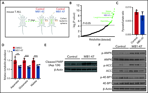 Metabolic and signaling effects upon acute MB1-47 treatment of leukemic mice in vivo. (A) Schematic illustration of acute exposure to MB1-47 in vivo via gavage (detailed in “Methods”). (B) Significantly altered metabolites after acute exposure to MB1-47, ranked by P value (−log2 transformed). (C) Ratio of pyruvate/lactate abundances from leukemic spleens after acute treatment with MB1-47 in vivo (mean ± SD). (D) Relative abundance of the indicated metabolites in leukemic spleens after acute treatment with MB1-47 in vivo. (E) Immunoblot analyses of cleaved PARP in leukemic spleens after acute treatment with MB1-47 in vivo. (F) Immunoblot analyses of AMPK, ACC, and 4E-BP1 in leukemic spleens after acute treatment with MB1-47 in vivo. Statistical significance (P) was determined by using the 2-tailed Student t test. **P < .01; ***P < .005.