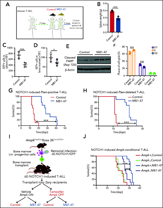 MB1-47 shows AMPK-mediated antileukemic effects in mouse primary leukemias in vivo. (A) Schematic illustration of treatment with MB1-47–containing diet in leukemic mice in vivo for 3 consecutive days (detailed in “Methods”; n = 5). (B-D) Changes in leukemia burden after 3 days of MB1-47 treatment, as assessed by total spleen weight (B) or by flow cytometry detection of leukemic GFP+ cells in spleen (C) and bone marrow (D). Statistical significance (P) was determined by using the 1-tailed Student t test. *P < .05; ***P < .005. (E) Immunoblot analyses of cleaved PARP in leukemic spleens after 3 days of MB1-47 treatment. (F) Flow cytometry representation of cell-cycle analysis of T-ALL cells from leukemic spleens after 3 days of MB1-47 treatment. P values were calculated using 2-way ANOVA for multiple comparisons; ***P < .005. (G-H) Kaplan-Meier survival curves of mice harboring isogenic Pten+ (G) and Pten− (H) T-ALLs treated with an MB1-47–containing diet or a control diet. (I) Schematic illustration of bone marrow progenitor-retroviral transduction protocol for the generation and analysis of NOTCH1-induced Ampk-conditional knockout T-ALLs. (J) Kaplan-Meier survival curves of mice harboring Ampk+ and Ampk− isogenic leukemias treated with an MB1-47–containing diet or a control diet. P values in survival curves were calculated with the log-rank test; n = 10 mice per group. ***P < .005.