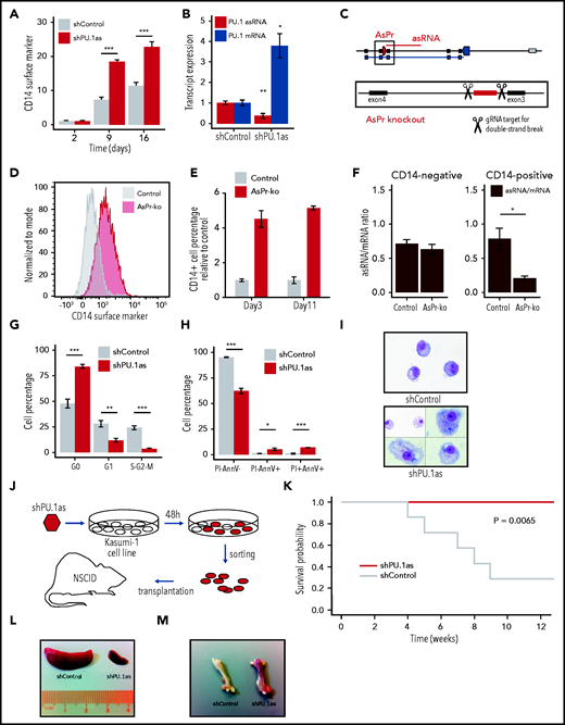 PU.1 antisense drives leukemia in RUNX1-ETO cells. (A) Fluorescence-activated cell sorting (FACS) analysis for CD14 surface marker expression and cell viability kinetics after shRNA-mediated knockdown shPU.1as in Kasumi-1 (n = 4). (B) PU.1 mRNA and asRNA expression in Kasumi-1 after shPU.1as in Kasumi-1 (n = 4). Also shown is the antisense transcription start site. (C) Schematic representation of the PU.1 locus with the AsPr (red arrow box) regulating asRNA (red line) and the double-strand break locations for CRISPR/Cas9-mediated AsPr knockout. (D) FACS analysis for CD14 surface marker expression after AsPr knockout (AsPr-ko) in Kasumi-1 (merged n = 4). (E) Kinetics of CD14 surface marker expression after AsPr-ko in Kasumi-1 (n = 4). (F) PU.1 asRNA/mRNA ratio (brown) after AsPr-ko in CD14– and CD14+ Kasumi-1 cells (n = 4). Assays for cell cycle stages after shPU.1as (G) and cell viability (H) (n = 4) in Kasumi-1 cells (shControl, n = 5; shPU.1as, n = 6). (I) May Grünwald/Giemsa cytospins for morphology analysis of Kasumi-1 cells. (J) Experimental workflow of shRNA knockdown of PU.1 antisense RNA (shPU.1as) in Kasumi-1 followed by FACS and xenografting into immunodeficient (NOD/SCID) mice. (K) Survival probability of NOD-SCID mice xenografted with Kasumi-1 cells after shPU.1as vs shControl (n = 7). Leukemic cells infiltration in spleen (L) and bone (M) samples from mice transplanted with Kasumi-1 cells. Data are represented as mean ± standard error of the mean. *P < .05, **P < .01, ***P < .001, Student t test. AnnV, Annexin V; PI, propidium iodide.