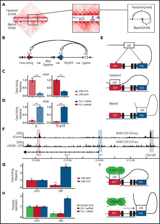 RUNX1-ETO induces a T-like chromosomal conformation. (A) 3C sequencing (Hi-C) in Jurkat (upper half) and HL-60 (lower half) cell lines. Black dots indicate the chromosomal looping. (B) Schematic representation of 3C for proximity quantification of indicated elements. PU.1 locus 3C and transcript expression in Jurkat (C) and HL-60 (D) cells (3C, n = 8; RT-qPCR, n = 3). (E) Model of competing sense/AsPrs. (F) Aligned reads of RUNX1-ETO ChIP-seq (antibody against the ETO moiety) in Kasumi-1 cells after small interfering RNA knockdown of RUNX1-ETO (siRUNX-ETO) and mismatch control (siControl). (G) 3C in Kasumi-1 after siRUNX1-ETO (siRE) and siControl (siCtrl) (n = 3). (H) Transcript quantification in Kasumi-1 after siRUNX1-ETO and siControl (n = 8) of RUNX1-ETO (green), PU.1 asRNA, and PU.1 mRNA. (I) Model of RUNX1-ETO inducing a T-lymphoid chromosomal conformation. Data are represented as mean ± standard error of the mean. *P < .05, ***P < .001, Wilcoxon and Student’s t tests.