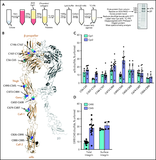 The αIIb C490-C545 disulfide bond is missing in approximately one-third of integrin molecules on the resting and activated human platelet surface. (A) Blood from healthy volunteers was drawn by venipuncture into 0.4% citrate as an anticoagulant. Platelet-rich plasma was prepared by centrifugation and transferred into a new tube with 20% (v/v) acid citrate dextrose (ACD) solution. After a 30-minute rest at 37°C, 1 µM prostaglandin E1 (PgE1) was added and platelets pelleted by centrifugation. The platelet pellet was resuspended in warm HEPES Tyrode’s buffer and unpaired cysteine thiols alkylated by the addition of 4 mM 12C-IPA, in some cases after the addition of 1 U/mL thrombin and 5 µg/mL collagen to activate the platelets. Labeled platelets were pelleted and resuspended in lysis buffer. The lysate was diluted in HEPES-buffered saline and incubated with anti-β3 mAb; the antibody-labeled integrin was then collected on protein A/G agarose, washed, labeled for a second time with 4 mM 12C-IPA, eluted in LDS buffer, and resolved on SDS-PAGE. The αIIb band was excised and washed before disulfide-bonded cysteines were reduced with dithiothreitol (DTT), and the resulting new cysteine thiols labeled with 5 mM 13C-IPA. The protein was deglycosylated by using PNGase F and digested with chymotrypsin and trypsin. Twenty-three peptides reporting on 8 of the 9 αIIb disulfide bonds were analyzed by using mass spectrometry (Table 1; supplemental Figure 1). The redox state of disulfide bonds was quantified as the percentage of 12C-IPA labeled Cys in which the total was the sum of 12C-IPA– and 13C-IPA–labeled Cys. Example of a Sypro Ruby–stained gel of 12C-IPA–labeled αIIbβ3 resolved on SDS-PAGE is shown at right. Molecular mass standards are shown in the left lane. (B) Positions of the αIIb integrin disulfide bonds in a modeled open structure4 of the complete αIIbβ3 integrin ectodomain (αIIb subunit in wheat ribbon and β3 subunit in gray ribbon). The cysteine residues comprising the nine αIIb disulfide bonds are shown as cyan, blue, and black spheres and the residue numbers indicated. The redox state of the cysteines in cyan and blue was measured by using differential alkylation and by mass spectrometry. The cysteines in black (C880 and C885) were not determined. Domain names are indicated. (C) Redox states of eight αIIb disulfide bonds in 13 healthy human donor platelets (6 male subjects, 7 female subjects; 21-48 years old). The bars and errors are mean ± standard deviation. (D) Percentage of the αIIb C490-C545 disulfide bond that is missing in total (6 male subjects, 7 female subjects; 21-48 years old) and platelet surface (2 female subjects; 22 and 23 years old, biological replicates) integrin in healthy human donor platelets. The bars and errors are mean ± standard deviation.
