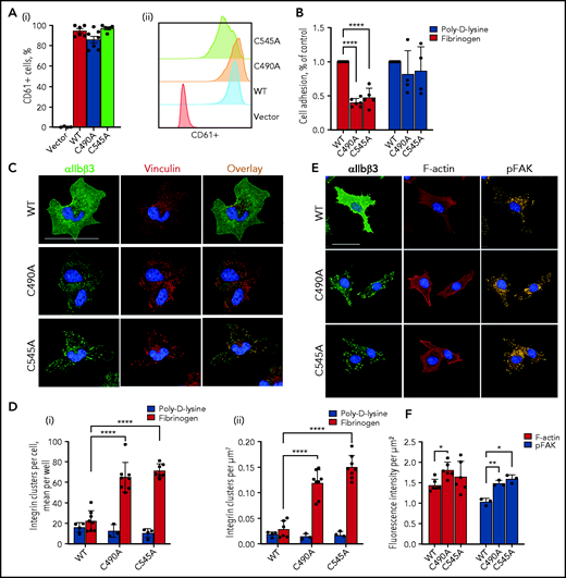 Ablation of the αIIb C490-C545 disulfide bond restricts the distribution of αIIbβ3 to focal adhesions. (A) BHK cells were transfected with WT β3 and either WT or cysteine mutant αIIb and cells sorted for high β3 expression. Expression of β3 in the clones used for the experiments is shown as a bar graph (i) or representative histogram (ii). The bars and errors are mean ± standard error of the mean of 6 biological replicates. (B) Ablation of the αIIb C490-C545 disulfide bond reduces adhesion of cells to immobilized fibrinogen but not poly-D-lysine. The bars and errors are mean ± standard deviation (SD) of 4 independent experiments with 1 or 2 biological replicates. (C) WT or cysteine mutant αIIb-expressing BHK cells were seeded onto a fibrinogen-coated surface in the presence of β3 mAb VI-PL2 and allowed to adhere for 1 hour. After fixation, cells were stained for vinculin (7F9) and nuclei (DAPI), before being imaged using PerkinElmer’s Opera Phenix High-Content Screening System at ×63 magnification in confocal mode. Scale bar, 50 µm. (D) Integrin clusters were quantified in cells seeded onto poly-D-lysine or fibrinogen and expressed per cell (i) or per square micrometers (ii). Discreet integrin clusters in cells adhered to fibrinogen were more abundant when the αIIb C490-C545 disulfide bond is missing. The bars and errors are mean ± SD of 4 to 8 biological replicates. (E) WT or cysteine mutant αIIb-expressing BHK cells were seeded onto a fibrinogen-coated surface in the presence of β3 mAb VI-PL2 and allowed to adhere for 1 hour. After fixation, cells were stained for vinculin (7F9), phosphorylated FAK (pFAK, phosphoY397 FAK mAb), and nuclei (DAPI ), before being imaged by using PerkinElmer’s Opera Phenix high-content screening system at ×63 magnification in confocal mode. Scale bar, 50 µm. (F) F-actin and pFAK intensity in cells seeded on the fibrinogen-coated surface are expressed per µm2. The bars and errors are mean ± SD of 3 to 8 biological replicates. *P < .05, **P < .01, ****P < .0001 (1-way analysis of variance).