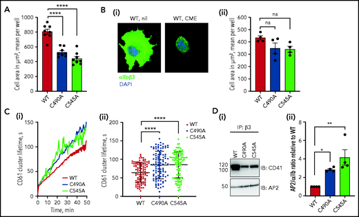 Ablation of the αIIb C490-C545 disulfide bond extends residency time of αIIbβ3 integrin in focal adhesions due to a reduced rate of clathrin-mediated integrin internalization and recycling. (A) WT or cysteine mutant αIIβ3-expressing cells were seeded onto a fibrinogen-coated surface for 1 hour, fixed, stained for F-actin intensity, and the cell area measured. The surface area of spread cells is smaller when the αIIb C490-C545 disulfide bond is missing. The bars and errors are mean ± standard deviation (SD) of 8 biological replicates, and each data point represents the mean surface area of at least 500 cells. (B) WT or cysteine mutant αIIβ3-expressing cells were treated with 0.45 M sucrose to inhibit clathrin-mediated endocytosis (CME) before seeding on a fibrinogen-coated surface in the presence of β3 mAb VI-PL2 for 1 hour. After fixation, nuclei were stained with DAPI and spread area measured. Panel i is a representative image of WT cells before and after CME inhibition; panel ii is spread cell area for WT or cysteine mutant αIIβ3-expressing cells. The bars and errors are mean ± SD of 4 biological replicates, and each data point represents the mean surface area of at least 500 cells. (C) Cells stained with β3 mAb VI-PL2 were seeded onto a fibrinogen-coated surface and imaged every 30 seconds for 50 minutes. Integrin clusters were identified and observed. Panel i is the mean β3 cluster lifetime as a function of time for 3 independent experiments for at least 100 cells each; panel ii is the mean and SD of all measurements. (D) WT or cysteine mutant αIIβ3-expressing cells were seeded onto a fibrinogen-coated surface for 1 hour, αIIbβ3 immunoprecipitated from cell lysate, and blotted for αIIb and AP2. Panel i is a representative blot; panel ii includes AP2/αIIb band intensity ratios for 4 biological replicates. The bars and errors are mean ± SD. *P < .05, **P < .01, ****P < .0001 (1-way analysis of variance). ns, not significant.