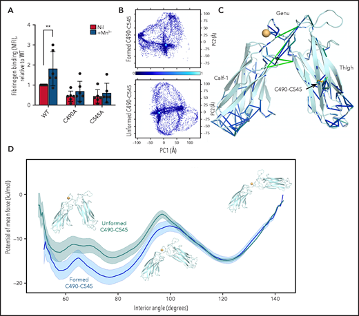 Molecular dynamics simulations show that αIIb integrin with a missing C490-C545 disulfide bond requires higher forces to transition from bent to open conformational states. (A) Ablation of the αIIb C490-C545 disulfide bond in BHK cells reduces integrin activation by manganese. The bars and errors are mean ± standard deviation of 3 independent experiments with 2 biological replicates each. (B) Molecular dynamics simulations were performed on the Thigh, Genu, and Calf-1 domain of αIIb integrin using the crystal structure of “bent” αIIbβ3 integrin was used to model the effect of the intact or missing disulfide bond (PDB identifier 3fcs).7 Conformational distribution of the αIIbβ3 integrin with an intact (top) and missing (bottom) C490-C545 disulfide bond, projected along the first 2 principal components (PC1 and PC2, respectively), supporting the notion that the redox state of the bond has significant structural implications. Conformational density (normalized, arbitrary units) is indicated from low (dark blue) to high (cyan). (C) Difference network of averaged pairwise-forces48 (stick representation), measured between the integrin in both redox states. Force magnitude is indicated by stick color, from blue to green; only forces >25 kJ/mol nm are presented. Significant differences in the force networks are observed in the Genu domain, between the Thigh and Calf-1 domains, despite being distant from the missing disulfide, indicating the propagation of subtle mechanical forces throughout the protein structure. The C490-C545 disulfide is shown in stick representation, and a calcium ion is represented as an orange sphere. (D) Potential of mean force calculations suggest that the closed form of the integrin is disfavored when the C490-C545 bond is missing, reducing cycling efficiency. Representative structures from umbrella sampling are overlaid at 60, 100, and 140 degrees . **P < .01. MFI, mean fluorescence intensity.