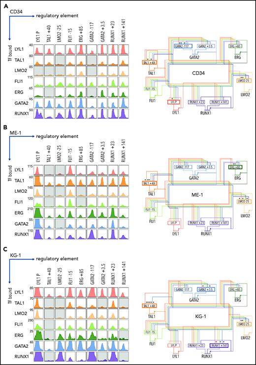 A densely interconnected heptad autoregulatory circuit persists in AML cells with altered connectivity compared with CD34+ HSPCs. (A) ChIPseq binding pattern at heptad regulatory regions in CD34+ HSPCs (left). Gray boxes indicate regulatory regions not computationally called as binding peaks for the indicated TF. Plots are scaled to 5 times the height of the smallest called peak for that TF to allow visualization of a wide range of peak heights. Corresponding inferred heptad autoregulatory circuit (right). Most regulatory elements have all 7 heptad TFs bound; asterisk and bold border indicate regions where binding of a particular TF is absent. (B) ChIPseq binding pattern at heptad regulatory regions in ME-1 AML cells (left). Gray boxes indicate regulatory regions not computationally called as binding peaks for the indicated TF. Plots are scaled to 5 times the height of the smallest called peak for that TF to allow visualization of a wide range of peak heights. Corresponding inferred heptad autoregulatory circuit (right). Most regulatory elements have all 7 heptad TFs bound; asterisk and bold border indicate regions where binding of a particular TF is absent. (C) ChIPseq binding pattern at heptad regulatory regions in KG-1 AML cells (left). Gray boxes indicate regulatory regions not computationally called as binding peaks for the indicated TF. Plots are scaled to 5 times the height of the smallest called peak for that TF to allow visualization of a wide range of peak heights. Corresponding inferred heptad autoregulatory circuit (right). Most regulatory elements have all 7 heptad TFs bound; asterisk and bold border indicate regions where binding of a particular TF is absent.