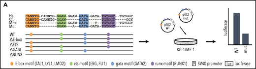Specific TF consensus binding motifs, particularly ETS and eiGATA motifs, are critical for function of heptad regulatory elements. (A) Schematic showing process for selecting TF binding motifs for mutation and luciferase reporter workflow. (B) Conserved TF binding motifs in heptad regulatory elements that were highly bound by heptad TFs in AML cell lines, and activity of wild-type (WT) and mutated luciferase constructs in KG-1 and ME-1 cells (left). Activity is scaled relative to the empty vector, and graphs show representative data from a single transfection experiment. *P < .05; **P < .01; ***P < .001, t test. Heat maps showing aggregate data from all luciferase experiments (right). Data from biological replicates were normalized to WT activity for each experiment, then aggregate data scaled relative to empty vector. Heat maps are scaled from 0 to maximum luciferase activity for each regulatory element. (C) Schematics showing conserved TF binding motifs in heptad regulatory elements that were highly bound by heptad TFs in AML cell lines, and activity of WT luciferase constructs in KG-1 and ME-1 cells. Activity is scaled relative to the empty vector, and graphs show representative data from a single transfection experiment. *P < .05; **P < .01; ***P < .001 (Student t test).
