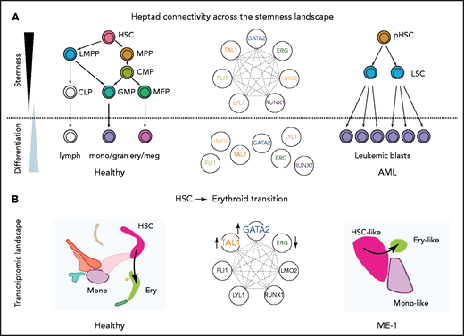 Proposed model of heptad activity across hematopoietic differentiation. (A) Heptad TFs form a densely interconnected network, with key regulatory elements accessible and heptad-bound in normal and leukemic stem cells. Accessibility of regulatory elements and, consequently, heptad connectivity are reduced as cells become more differentiated. (B) scRNAseq populations in normal and ME-1 cell populations. GATA2, TAL1, and ERG promote cell state changes along the HSC-ery-precursor axis in both normal CD34+ HSPCs and ME-1 cells.