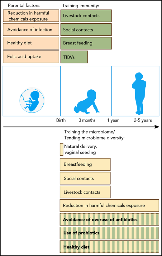 Possible preventive measures and proposed interventions that can help to reduce the risk of BCP-ALL development in genetically predisposed children. Before birth, maternal uptake of folic acid and a healthy diet (brown) have been associated with a reduced risk of BCP-ALL development. Maternal infection in pregnancy is associated with a significantly increased BCP-ALL risk related to viral transmission. After birth, trained immunity (green) and microbiome diversity (yellow) are important factors supported by epidemiological (filled bars) or experimental (striped bars) evidence. Immunity can be trained through vaccinations (TIBVs) before the age of 3 months, by breastfeeding and by social and livestock contacts (including pets) in the first year of life. Microbiome diversity is supported by a natural delivery and gradually builds up after birth. Again, breastfeeding and social and livestock contacts in the first year of life also have a beneficial impact on gut microbial diversity. Although only demonstrated in experimental models, the avoidance of overuse of antibiotics, the application of probiotics and a diet consisting of microbiome-supportive fibers are interventions that could also reduce the risk of leukemia development. Exposure of parents and children to various harmful chemicals can influence the microbiome along with carcinogenic effects.164-166 Further evidence needs to be generated through large population-based studies to identify preventive measures and to substantiate initial data on vaginal seeding and fecal transplants.