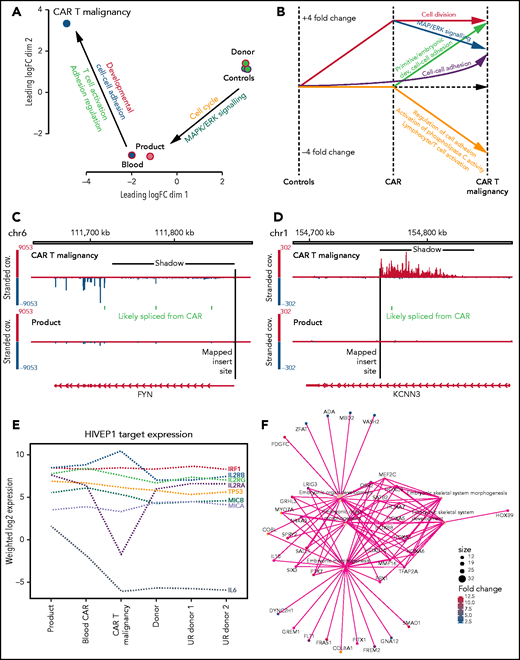 Transcription analysis of malignant CAR T cells compared with nonmalignant CAR+ and untransduced T cells. (A) Multidimensional scaling of global gene expression from malignant CAR T cells (CAR T malignancy), nonmalignant CD4+ CAR T cells from the peripheral blood (Blood) and product (Product) and 3 untransduced healthy donor CD4+ T cells (Donor Controls). (B) Line drawing showing fourfold differential expression of clusters of genes in the malignant CAR T cells (CAR T malignancy) compared with CD4+ T cells from the CAR T-cell product (CAR) and untransduced related healthy donor T cells (Controls). (C) Examples of transcriptional readthrough/shadow seen in the malignant CAR T cells at the point of insertion in the FYN gene producing increased negative strand exonic expression and (D) transcriptional readthrough at the point of insertion in the KCNN3 gene showing no increase in exonic expression as visualized using the IGV.28 (E) Relative levels of expression of genes identified in hg38 using PWMtools69 as containing the HIVEP1-binding motif (KGGGAAATCCCn) in promoter/enhancer regions in CAR+ CD4+ T cells isolated from the product, expanded from the peripheral blood (Blood CAR), malignant CAR T cells (CAR T malignancy), as well as untransduced CD4+ T cells from the sibling donor (Donor) and unrelated healthy donors (UR donor 1, UR donor 2). (F) Example of primitive embryonic gene-ontology clusters seen to be increased in the malignant CAR T cells compared with both product and untransduced donor CD4+ T cells.