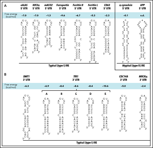 Schematic illustration of the sequences/structures of IREs. (A) Schematic illustration of the structures of typical (type I) IRE stem loops in the 5′ UTRs of the mRNAs of erythroid delta aminolevulinic acid synthase (eALAS), hypoxia inducible factor-2α (HIF-2α), mitochondrial aconitase 2 (mACO2), ferroportin, FTH, FTL, and CD63 relative to the atypical (type II) IREs in the 5′ UTR of α-synuclein and amyloid precursor protein (APP). (B) Schematic illustration of the structures of typical (type I) IRE stem loops in the 3′ UTR regions of the mRNAs of divalent metal ion transporter 1 (DMT1), transferrin receptor 1 (TfR1; 5 TfR1 IREs are denoted: A-E), cell division cycle 14A (CDC14A) and myotonic dystrophy kinase–related CDC42-binding kinase-α (MRCKα). n.d., not determined.