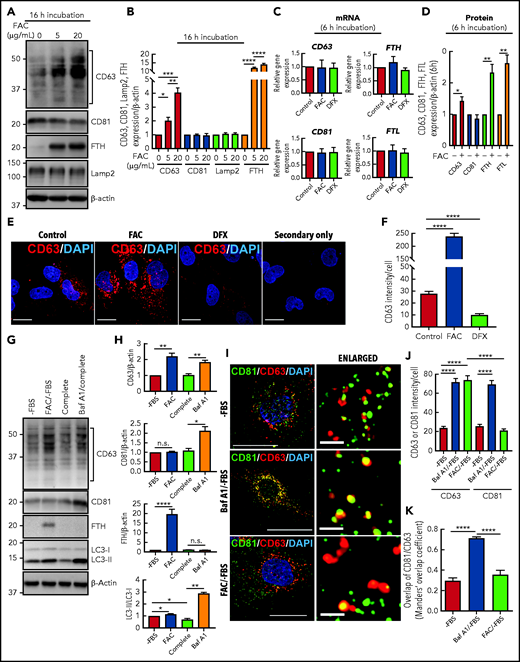 CD63 expression is increased by cellular iron loading and decreased by iron depletion. (A) IMR90SV cells were incubated for 16 hours at 37°C with either control medium or medium containing FAC (5 or 20 µg/mL) without FBS (–FBS). Cells were then lysed in lysis buffer, and 20 µg of protein from each sample was analyzed with anti-CD63, anti-CD81, anti-FTH, anti-Lamp2, and anti–β-actin antibodies using immunoblotting. (B) Quantification of CD63, CD81, and Lamp2 intensity from panel A. (C) IMR90SV cells were incubated with 10 µg/mL FAC or 50 µM DFX for 6 hours at 37°C in media (–FBS). The relative mRNA levels of CD63, CD81, FTH, and FTL were calculated using the 2-ΔΔCq method and normalized to glyceraldehyde-3-phosphate dehydrogenase (GAPDH). (D) IMR90SV cells were incubated with 10 µg/mL FAC for 6 hours at 37°C in media (–FBS). Cells were then lysed in lysis buffer, and 20 µg of each sample was analyzed with anti-CD63, anti-CD81, anti-FTH, anti-FTL, and anti–β-actin antibodies using immunoblotting. (E) IMR90SV cells were incubated with either control medium (–FBS) or medium containing 10 µg/mL FAC or 5 µM DFX for 16 hours at 37°C. Cells were fixed and stained with anti-CD63 antibodies (red) and 4′,6-diamidino-2-phenylindole (DAPI; blue). As a negative control, IMR90SV cells were incubated with 10 µg/mL FAC for 16 hours at 37°C and were treated with secondary antibody without primary antibody. Scale bar, 10 µm. (F) Quantification of CD63 intensity per cell was performed with >60 cells examined per condition from 3 experiments. (G) IMR90SV cells were incubated with medium (–FBS) (control), with 10 µg/mL FAC (–FBS), 10% FBS complete medium (complete), or complete medium containing 2 nM bafilomycin A1 (Baf A1/complete) for 12 hours at 37°C. Then, 20 µg of protein per sample was examined using immunoblotting analysis. (H) Quantification of CD63, CD81, FTH, and LC3-II intensity of entities in panel G. (I) Confocal immunofluorescence microscopy of IMR90SV cells. Cells were cultured with medium (–FBS), medium containing 2 nM Baf A1 (–FBS), or medium containing 10 µg/mL FAC (–FBS) for 12 hours at 37°C. Cells were then fixed and stained with anti-CD81 (green), anti-CD63 (red), and DAPI (blue). Thin scale bar, 10 µm; thick scale bar (for enlarged photos), 2.5 µm. (J) Quantification of CD63 or CD81 intensity per cell. (K) Calculation of the Manders’ overlap coefficient assessing CD63 and CD81 overlap. For panels J and K, data are from examining >60 cells per condition over 3 experiments. Quantification of CD81 and CD63 colocalization was determined via the Manders’ overlap coefficient. All results are mean ± standard error of the mean (SEM) from 3 representative experiments. Significance was determined using the Student t test. *P < .05; **P < .01; ***P < .001; ****P < .0001. n.s., not significant.