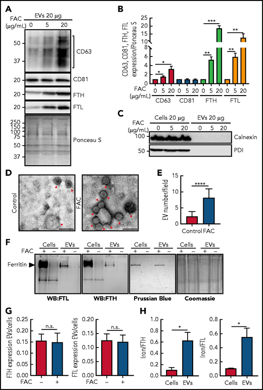 Increasing cellular iron after incubation with FAC upregulates CD63, FTH, and FTL expression in isolated EVs with the ferritin in EVs containing iron. (A) IMR90SV cells were incubated with medium containing 0 (control), 5, or 20 µg/mL FAC for 48 hours at 37°C. (A) EVs and (C) EVs or cells were prepared in lysis buffer, the protein concentration was measured by a bicinchoninic acid (BCA) protein assay, and 20 µg of protein from each sample was analyzed using anti-CD63, anti-CD81, anti-FTH, anti-FTL, anti-calnexin, and anti-protein disulphide-isomerase (PDI) antibodies. (B) Quantification of CD63, CD81, FTH and FTL shown in panel A using Fiji software. Expression was normalized by Ponceau S staining as in panel A. (D) Representative transmission electron microscope images of isolated EVs from IMR90SV cells with negative staining by uranyl acetate. Red arrowheads show EVs. Scale bar, 100 nm. (E) Quantification of EV number per field in panel D. Thirty transmission electron micrograph fields over 3 experiments (>90 fields) at an original magnification of 20 000× were randomly chosen, and EVs were counted by a blinded investigator (up to 500 to 1000 vesicles were counted per experiment). (F) IMR90SV cells incubated with FAC (10 µg/mL) for 48 hours at 37°C express high levels of FTH and FTL in cells and EVs, as demonstrated by native polyacrylamide gel electrophoresis (PAGE) and immunoblotting (20 µg protein per well; western blotting (WB), left-hand membranes). The same samples were simultaneously run under native PAGE conditions and stained with Prussian blue (60 µg of protein/lane) to identify Fe+3. Coomassie blue staining of the gel was used to verify equal protein loading; full-lane densitometry of staining showed no difference with or without FAC treatment. (G) Ratios of FTH and FTL expression in EVs and cells after densitometric analysis of the results in panel F. (H) Iron:FTH or iron:FTL ratios in cells or EVs after densitometric analysis of the results in panel F. Results are mean ± SEM (3 experiments). Significance was determined using the Student t test. *P < .05; **P < .01; ***P < .001; ****P < .0001.