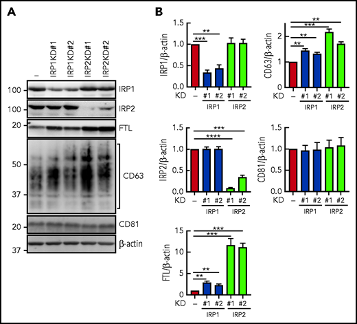 Silencing of IRP1 or IRP2 increases CD63 expression. (A) IRP1 and IRP2 expression were silenced by shRNA. Cells were lysed in lysis buffer, and 20 µg of protein per sample was analyzed with anti-IRP1, anti-IRP2, anti-CD63, anti-CD81, anti-FTL, and anti–β-actin antibodies. (B) Quantification of IRP1, IRP2, FTL, CD63, and CD81 from panel A. Results are mean ± SEM (3 experiments). Significance was determined using the Student t test. **P < .01; ***P < .001; ****P < .0001.
