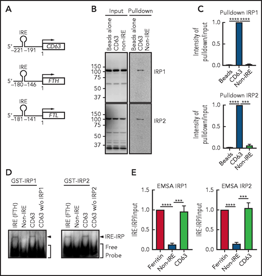 CD63 expression is posttranscriptionally regulated by the IRE-IRP system. (A) Schema of the size and locations of the 5′-IRE domains in CD63, FTH, and FTL mRNAs. (B) CD63 IRE-containing mRNA and non-IRE mRNA were biotinylated and mixed with a total protein extract from IMR90SV cells followed by pulldown using streptavidin beads. Input and pulldown proteins were analyzed by using anti-IRP1 and anti-IRP2 antibodies. Upon equal exposure of the input and pulldown, the percentage of IRP pulled down from the input was 2.5%. (C) Quantification of IRP1 and IRP2 intensity in panel B. (D) Purified GST-IRP1 or GST-IRP2 was mixed with biotinylated FTH IRE, CD63 IRE, or non-IRE RNA (see “Methods” for details). Samples were loaded onto a native 6% TBE-polyacrylamide gel, transferred onto nylon membrane, and stained with streptavidin-horseradish peroxidase. (E) Quantification of shifted bands in panel D. Results are mean ± SEM (3 experiments). Significance was determined by Student t test. ***P < .001; ****P < .0001.