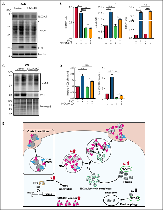 Ferritin secretion through EVs is dependent on NCOA4 expression. (A) IMR90SV cells were incubated in the presence or absence of FAC (10 µg/mL) for 48 hours at 37°C. Isolated EVs from cell culture supernatants were collected by the procedures described in “Methods.” (A) Total cell lysates (20 µg of protein per sample) and (C) EVs (20 µg of protein per sample) were analyzed by immunoblotting with anti-CD63, anti-FTH, anti-NCOA4, and anti–β-actin antibodies. (B) Quantification of NCOA4, CD63, and FTH in panel A. (D) Quantification of CD63 and FTH in panel C. Results are mean ± SEM (3 experiments). (E) Schematic illustrating the mechanism of ferritin iron secretion that occurs by EVs upon iron repletion. Iron repletion induces IRP inactivation, which initiates both ferritin and CD63 translation via the dissociation of IRP from the canonical type I IRE in the 5′ UTR of CD63 mRNA. Upon iron repletion, CD63 expression, but not CD81 expression, in EVs is markedly increased, and CD63 is important for ferritin-mediated iron secretion from cells. The ferritin cargo receptor NCOA4 closely associates with CD63+ vesicles under iron loading and is necessary for the association of ferritin and CD63 and also ferritin secretion in EVs. It will be necessary to investigate the mechanism of how ferritin is transferred from NCOA4-ferritin complexes68 to EVs. In contrast to iron loading, upon iron depletion, ferritin is degraded in lysosomes via the autophagic pathway of ferritinophagy.68 Significance was determined by the Student t test. *P < .05; **P < .01; ***P < .001; ****P < .0001.