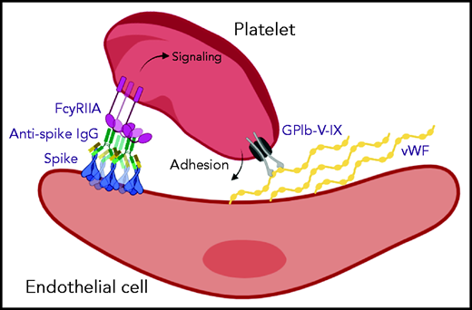 Aberrant glycosylation of anti-spike IgG in immune complexes act in concert with VWF to enhance platelet thrombus formation. SARS-CoV-2 infects vascular endothelial cells, and combined with other inflammatory signals, results in endothelial activation and release of prothrombotic factors including VWF. After the onset of adaptive immunity, anti-spike IgG accumulates in the circulation and binds to SARS-CoV-2. In critically ill patients with COVID-19, anti-spike IgG has abnormally low levels of fucosylation and high levels of galactosylation. Immune complexes containing this aberrant glycosylation pattern activate platelet FcγRIIA, which stimulates intracellular signals that synergize with the adhesive ligand VWF to promote platelet activation and thrombus formation. Schematic was created with BioRender.com.