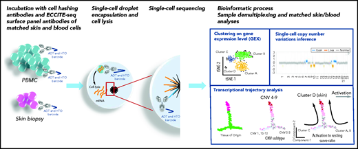 Skin biopsy (pink) and peripheral blood mononuclear cells (PBMCs) (light green) were collected. PBMC and skin-dissociated cells were incubated with ubiquitous antibodies conjugated with hashtag oligonucleotides (HTO) for cell hashing and with surface panel antibodies conjugated with ADT for ECCITE-seq. Stained and washed cells were loaded into 10× Chromium Single Cell Immune Profiling workflow (cells were individually encapsulated in droplets and lysed). Libraries were pooled and sequenced on Illumina platforms. After sequencing, bioinformatics analysis demultiplexed samples by their HTO. Malignant T cells were defined on their clonal TCRβ CDR3 sequence and on their distinct transcriptome and ADT. Then, transcriptional analysis defined clusters at the single-cell level from the same patient, and CNVs were inferred to build phylogenetic trees of subclones. Transcriptional trajectory analysis between blood and skin-derived malignant cells in the same patient revealed a marked proliferation and T-cell activation signature in the skin compartment.