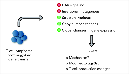 Mechanistic insight into lymphomagenesis post-piggyBac gene transfer and proposed future studies. Green circles highlight contributing factors.