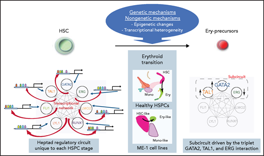 Schematic illustration of the transcriptional network consisting of heptad TFs and their regulatory regions and its dynamic change in erythroid transition.