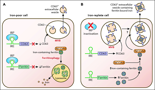 Export of ferritin-bound iron in CD63+ vesicles is enhanced by iron. (A) In an iron-poor cell, translation of CD63 as well as ferritin H and L subunits (represented in the figure as ferritin) is inhibited by iron regulatory proteins (IRPs). Iron-containing ferritin in the cell is directed by the cargo receptor NCOA4 to the lysosome for degradation, a process termed ferritinophagy.3 Ferritinophagy liberates iron contained within ferritin, enabling cellular use of iron for essential processes. (B) In an iron-replete cell, IRPs are inactivated, and translation of both CD63 and ferritin subunits is increased. Ferritin associates with NCOA4 and is directed to CD63+ vesicles by an unclear mechanism. CD63+ vesicles are shown in multivesicular bodies (MVBs) based on work by Truman-Rosentsvit et al2 and Brown et al.4 Ferritin and its associated iron within CD63+ vesicles are ultimately exported out of the cell. Professional illustration by Patrick Lane, ScEYEnce Studios.