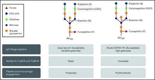 The N-glycosylation of IgG in severe acute COVID-19 infection has a variant pattern that has greater avidity for FcγRIIA and FcγRIIIA. As a result, platelet and macrophage engagement is prothrombotic. Professional illustration by Patrick Lane, ScEYEnce Studios.