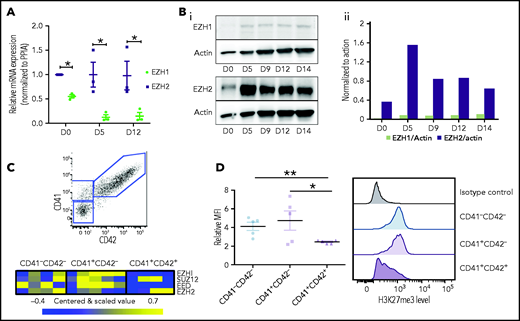 PRC2 expression and H3K27me3 during megakaryopoiesis. (A) Gene expression of EZH1 and EZH2 during MK differentiation (n = 3). Data were compared using a t test with Mann-Whitney correction and are shown as mean ± SEM. *P < .05. (B) Protein expression of EZH1 and EZH2 at different days of MK differentiation (i). Actin was used as loading control. Quantification of EZH1 and EZH2 relative to actin using ImageJ software (ii). (C) Three different cell populations (CD41+CD42+, n = 4; CD41+CD42−, n = 5; and CD41−CD42−, n = 4) were sorted at day 9 of culture (top). Microrarrays were performed on each population. Heatmaps showing gene expression of PRC2 components in each population (n = 4) (bottom). (D) H3K27me3 mean fluorescence intensity relative to immunoglobulin G control for each MK population at day 9 of culture (n = 5) (left). Flow cytometry histograms representative of one experiment (right). Data were compared using a Student t test with Mann-Whitney correction. D, day; MFI , mean fluorescence intensity; PPIA, peptidyl-prolyl cis-trans isomerase. All data represent means ± SEM. *P < .05; **P < .005.