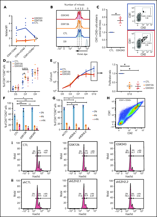 Inhibition of EZH2 accelerates acquisition of the MK surface markers, blocks MK proliferation at later stages, and decreases the mean ploidy of MKs. (A) H3K27me3 mean fluorescence intensity relative to immunoglobulin G control in different MK populations in the presence of GSK343 or GSK126 (n = 5). Data were compared using a Kruskal-Wallis test. (B) Representative flow cytometry plots of a violet dye experiment at day 4 of culture. Blue, dimethyl sulfoxide control (CTL); orange, GSK126; red, GSK343. The number of mitoses is indicated at the top of the figure. (C) Fold increase in the percentage of CD41+CD42+ cells in presence of EZH2 inhibitors. One representative experiment out of 3 experiments of flow cytometry analysis is shown. (D) Percentages of CD41+CD42+ cells at different days of culture. Data were compared using a Student t test with Mann-Whitney correction. CTL, n = 8; GSK126, n = 4; and GSK343, n = 8. (E) Proliferation curve of cord blood cells cultured in presence of TPO, SCF, and GSK343 or GSK126 or dimethyl sulfoxide (CTL) (n = 3) (left). Proliferation of GSK126- and GSK343-treated cells relative to the control at day 12 (right). Data were compared using 1-way analysis of variance with multiple comparison correction. All data represent means ± SEM. *P < .05. Ploidy of MKs treated with inhibitors (n = 5) (F) and transduced by 2 different shRNAs (n = 4) (G). Data were compared using a Student t test with Mann-Whitney correction. (H) Ploidy analyzed in a CD41highCD42high cell population. Flow cytometry of 1 representative experiment for MKs treated with inhibitors (i) and MKs transduced with 2 different shRNAs (ii). All data represent means ± SEM. *P < .05; **P < .005.