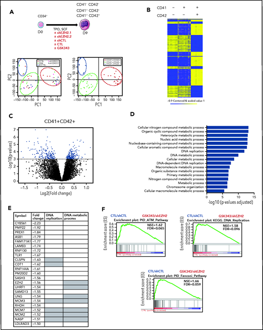 EZH2 inhibition alters cell-cycle regulation in mature MKs. (A) Schematic diagram representing microarray analysis performed at day 9 of culture in presence of 2 different shEZH2 and GSK343 inhibitor (i). Principal-component (PC) analysis of microarrays performed at day 9 of culture (ii). Circles indicate the different cell populations; CD41+CD42+ cells are grouped in the red circle, CD41+CD42− cells are grouped in the green circle; and CD41−CD42− cells are grouped in the blue circle. (B) Heatmap showing genes up- or downregulated during MK differentiation. CD41−CD42−, CD41−CD42+, and CD41+CD42+ cell populations are shown. Missing values are in gray. (C) Volcano plot showing differentially expressed genes in the CD41+CD42+ cell population in CTL vs treated cells. (D) GO terms (biological process) differentially expressed in control cells (untreated and treated with a shCTL vs GSK343 and shEZH2, respectively). Corrected P values were calculated using a modified Fisher’s exact test followed by Bonferroni’s multiple comparison test. (E) List of the most downregulated genes (fold change ≥1.5) in presence of EZH2 inhibition (GSK343 or shRNA). Gray squares indicate genes that belong to DNA replication pathway or DNA metabolic process according to MSigDB (Broad Institute). (F) GSEA of the CD41+CD42+ cells in presence of GSK343 and 2 shEZH2. FDR, false discovery rate; NES, normalized enrichment score.