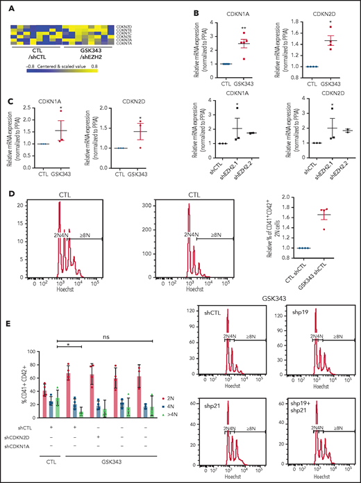 Inhibition of EZH2 alters MK polyploidization though CDKi regulation. (A) Heatmap showing differentially expressed CDKi’s in mature MKs (CD41+CD42+). (B) mRNA expression of CDKN2D (p19) and CDKN1A (p21) in cord blood–derived CD41+CD42+ cells in the presence of GSK343 (n = 5) and shEZH2 (n = 3 for shEZH2.1 and n = 2 for shEZH2.2). Data were compared using a Student t test with Mann-Whitney correction. (C) mRNA expression of CDKN2D (p19) and CDKN1A (p21) in leukapheresis-derived CD41+CD42+ cells in the presence of GSK343 (n = 3) at day 9 of culture. Data were compared using a Student t test with Mann-Whitney correction. (D-E) Ploidy analysis in CD41+CD42+ cells derived from leukapheresis CD34+ cells in the presence of GSK343 (n = 4) (D) and shCDKN1A, shCDKN2D, and shCDKN1A+shCDKN2D (n = 4) (E). Data were compared using a Student t test with Mann-Whitney correction. All data represent means ± SEM. *P < .05; **P < .005; ns, not significant.