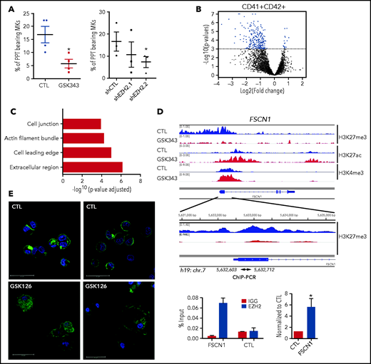 EZH2 inhibition alters proplatelet formation. (A) Proplatelet formation analysis in cells treated with GSK343 or shEZH2 on day 13 of culture. Means of 3 independent experiments are shown. Data were compared using a t test with Mann-Whitney correction. PPT, proplatelet. All data are shown as mean ± SEM. *P < .05. (B-C) Transcriptome analysis performed on CD41+CD42+ MKs cultured either in the presence GSK inhibitors (GSK126 or GSK343) or in their absence (CTL) and sorted on day 13 of culture. (B) Volcano plot showing differentially expressed genes in the CD41+CD42+ cell population in CTL vs treated cells (P < .001). (C) GO analysis of cellular component on the 59 genes common to both inhibitors. Corrected P values were calculated using a modified Fisher’s exact test (P < .001, fold change >2). (D) ChIP-seq profiles of the 3 histone marks (H3K4me3, H3K27me3, and H3K27ac) across FSCN1 on day 12 of MK culture (blue, control; red, GSK343 treated) are shown in the upper panel and ChIP-EZH2 qPCR in the lower panel. One representative ChIP-qPCR experiment of 3 experiments is shown in duplicate on the left, and the statistical analysis of 3 independent ChIP experiments is shown on the right. Data were compared using a Student t test with Mann-Whitney correction. All data represent means ± SEM. *P < .05. (E) Immunofluorescence staining of F-actin (green) and nucleus (blue) in control (CTL) and GSK126-treated MKs on day 13 of culture after adhesion on poly-L-lysine. Scale bars, 30 μm.