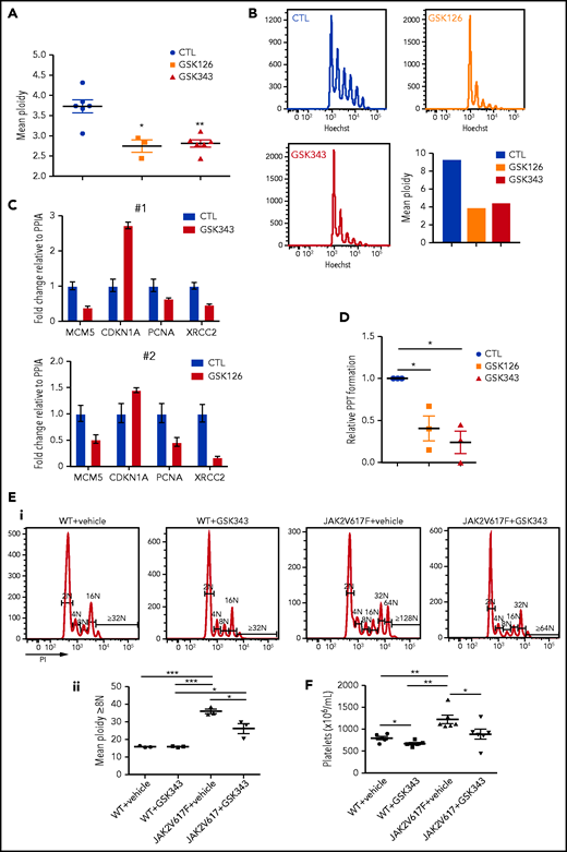 EZH2 inhibition alters differentiation of JAK2V617F MKs. (A-D) Effects of EZH2 inhibition on MK differentiation from JAK2 V617F CD34+ cells. (A) Decrease on day 9 of culture in the mean ploidy of JAK2 V617F MKs derived from patient CD34+ cells treated with 2 EZH2 inhibitors. Data were compared using a t test with Mann-Whitney correction. GSK126, n = 3; GSK343, n = 6. (B) Decrease on day 5 of culture of the mean ploidy of JAK2 V617F MKs derived from CD34+CD41+ cells from 1 patient with a JAK2 V617F variant allele frequency of ∼100%. (C) Gene expression analysis of CD41+CD42+ patient cells on day 10 of culture. Two patients were studied (#1, #2). Error bars represent duplicates of one experiment. (D) Proplatelet (PPT) formation analysis in cells treated with GSK343 or GSK126 inhibitors relative to nontreated samples (n = 3). Data were compared using a t test with Mann-Whitney correction. All data represent means ± SEM. *P < .05; **P < .01. (E-F) Effects of EZH2 inhibition on MK differentiation in vivo in the Jak2V617F context. (E) Representative histograms of ploidy level in mice engrafted with WT or Jak2V617 total bone marrow cells and treated with vehicle or GSK343 (i). Mean ploidy level ≥8N was calculated based on the percentage of MKs (ii). (F) Platelet count. (E-F) Data were compared using an unpaired Student t test. All data represent means ± SEM. ***P < .001; **P < .01; *P < .05.