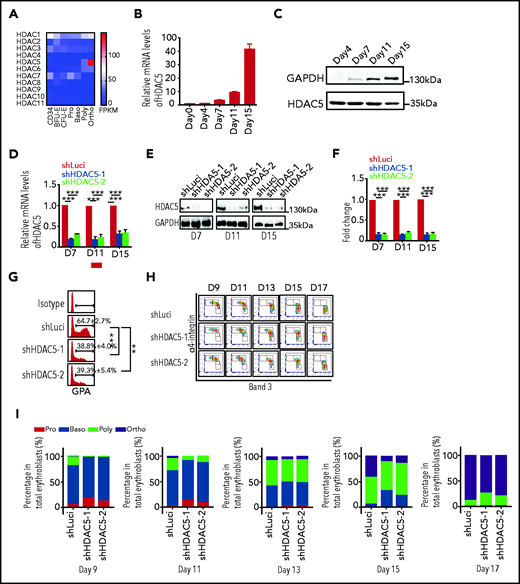 Effects of HDAC5 knockdown on terminal erythroid differentiation. (A) Heat map showing mRNA levels of HDACs, as assessed by RNA-seq in erythroblasts. (B) qRT-PCR results showing HDAC5 mRNA expression levels in erythroblasts cultured for 0, 4, 7, 11, and 15 days . β-Actin was used as the internal reference. Data are expressed as the mean ± SD of triplicate samples. (C) Representative western blots showing HDAC5 protein levels in erythroblasts cultured for 4, 7, 11, and 15 days. (D) qRT-PCR results showing HDAC5 mRNA expression levels in luciferase-shRNA (shLuci) or HDAC5-shRNAs (shHDAC5) transduced erythroblasts cultured for 7, 11, and 15 days. β-Actin was used as the internal reference. Data are expressed as the mean ± SD of triplicate samples. (E) Representative western blot showing HDAC5 protein levels in shLuci- or shHDAC5-transduced erythroblasts cultured for 7, 11, and 15 days. (F) Quantitative analysis of HDAC5 protein levels from 3 independent experiments. (G) Flow cytometry analysis showing the percentage of GPA+ cells on day 7. (H) Flow cytometry analysis showing the expression of α4-integrin and band 3 on erythroid cells cultured for the days indicated. (I) Quantitative analyses of erythroblasts at distinct stages. (D,F-G) **P < .01; ***P < .001. GADPH, glyceraldehyde-3-phosphate dehydrogenase; NS, nonsignificant.