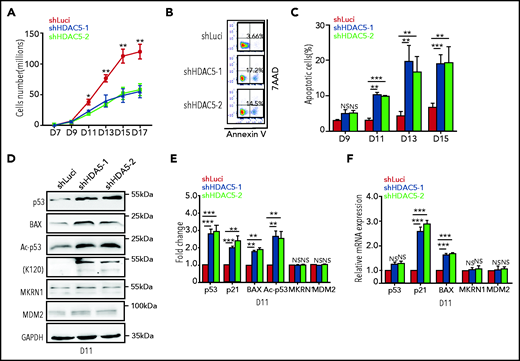 HDAC5 knockdown leads to increased apoptosis caused by activation of the p53 pathway. (A) Growth curves of cells transduced with lentivirus containing luciferase-shRNA or HDAC5-shRNAs. (B) Representative flow cytometry profiles of apoptosis as assessed by dual staining of annexin V and 7AAD at day 13 of culture. (C) Quantitative analysis of apoptosis from 3 independent experiments. (D) Representative western blot analyses of molecules, as indicated on day 11 cultured erythroblasts. (E) Quantitative analysis of the western blot results from 3 independent experiments. (F) qRT-PCR analyses of the molecules as indicated on day 11 cultured erythroblasts. (A,C,E-F) *P < .05; **P < .01; ***P < .001; NS, nonsignificant. GAPDH, glyceraldehyde-3-phosphate dehydrogenase.