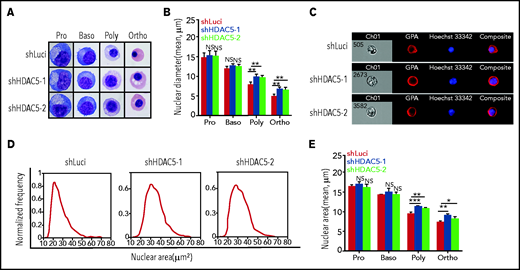 Impaired chromatin condensation in HDAC5-knockdown polychromatic and orthochromatic erythroblasts. (A) Representative cytospin images of sorted erythroblasts stained with May-Grunwald-Giemsa. Scale bar, 10 μm. (B) Quantitative analysis of nuclear diameter of the sorted erythroblasts at the indicated stages. Cells (n = 1000) of each stage of terminal erythroid differentiation from 3 independent experiments were used for quantification. (C) Representative ImageStream images of orthochromatic erythroblasts stained with GPA and Hoechst 33342. (D) Representative ImageStream nuclear area profiles of orthochromatic erythroblasts. (E) Quantitative analysis of nuclear area of sorted erythroblasts from 3 independent experiments. *P < .05; **P < .01; ***P < .001. NS, nonsignificant. Baso, basophilic erythroblasts; Ortho, orthochromatic erythroblasts; Poly, poly chromatic erythroblasts; Pro, proerythroblasts.