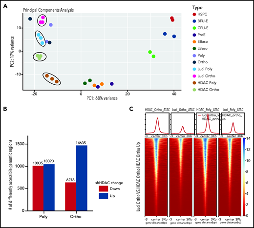 Effect of HDAC5 knockdown on chromatin accessibility. (A) PCA of ATAC-seq data demonstrates a high degree of separation of samples after treatment with shHDAC5 compared with the control (circled). HDAC5 shRNA-treated and control samples are compared with erythroid stage-specific samples derived from human umbilical cord blood. (B) The number of genomic regions with different chromatin accessibility between control and HDAC5 shRNA-treated cells. HDAC5 knockdown resulted in a large increase in chromatin accessibility in orthochromatic erythroblasts compared with the control. (C) Heat map display of chromatin accessibility levels in genomic regions that become accessible in orthochromatic erythroblasts after treatment with shHDAC5. The top section shows average profiles for all regions, and the bottom section shows levels for individual regions in the 6-kb area surrounding the summits of the ATAC peaks . EBaso, Early-stage basophilic erythroblasts; LBaso, Late-stage basophilic erythroblasts; Ortho, orthochromatic erythroblasts; Poly, poly chromatic erythroblasts; Pro, proerythroblasts.