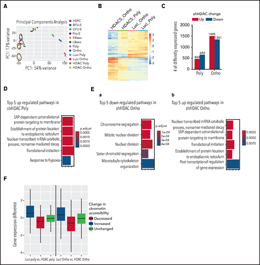 Effect of HDAC5 knockdown on gene expression. (A) PCA of RNA-seq data demonstrating a high degree of separation of samples after treatment with HDAC5 shRNA (circled). HDAC5 shRNA-treated and control samples are compared with erythroid stage-specific samples derived from human umbilical cord blood. (B) Heat map of genes that are differentially expressed between control and HDAC5 shRNA-treated samples. (C) Numbers of genes that are differentially expressed between control and HDAC5 shRNA-treated cells. (D) Gene ontology biological process terms overrepresented in genes that are upregulated in HDAC5-knockdown polychromatic erythroblasts. There were no significant GO terms for downregulated genes in polychromatic erythroblasts. The color represents adjusted P-values, and the width of the bar indicates the number of differential genes in the category. (E) GO biological process terms overrepresented in genes that are downregulate (a) or upregulate (b) in HDAC5-knockdown orthochromatic erythroblasts. The color represents adjusted P-values, and the width of the bar indicates the number of differential genes in the category. (F) Correlation between changes in chromatin accessibility at gene promoters and changes in gene expression. Polychromatic (left) and orthochromatic (right) erythroblasts. Differences in gene expression after HDAC5 shRNA treatment are plotted based on regions of changed accessibility. Baso, basophilic erythroblasts; Ortho, orthochromatic erythroblasts; Poly, poly chromatic erythroblasts; Pro, proerythroblasts.