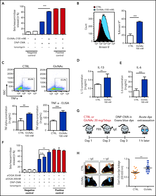 GlcNAc increases MC susceptibility to IgE-mediated stimulation. (A) Degranulation of bone BMMC KITD814V after treatment with or without 100 mM GlcNAc was measured by assessment of β-hexosaminidase release (n = 3). Cells not stimulated with DNP-OVA or ionomycin were considered negative controls, whereas ionomycin stimulation was used as a positive control for MC degranulation ability. (B) Degranulation of MCs was measured by annexin V staining upon stimulation with IgE and antigen complexes for 30 minutes. (C) Intracellular staining (left) or release (right) of TNF-α in MCs stimulated with IgE and antigen incubated with PBS or GlcNAc. The results of 1 representative experiment are shown. SSC, side scatter. (D) Same as panel C for intracellular IL-13. (E) Same as panel C for intracellular IL-6. (F) BMMC KITD814V were transfected with a validated small interfering RNA designed against the OGlcNAcase (OGA) enzyme for 48 hours and degranulation was assessed as described in panel A. (G) Schematic representation of the experimental design for passive cutaneous anaphylaxis. (H) Acute dye extravasation was measured by assessment of the optical density (OD) at 650 nm (n = 20 in each group). The values in the graphs are presented as the means ± SD (nonsignificant, *P < .05, **P < .01, ***P < .001; 2-tailed, unpaired Student t test).