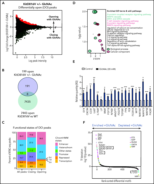 GlcNAc modulates mast cell DNA accessibility in human KIT D816 MCs. (A) Mean-difference plot showing the log-fold change and logCPM (log counts par millions) reads of each peak. Peaks with fold changes significantly greater than 2 (false discovery rate <0.05) are highlighted. Significantly open regions (up peaks = 199) and closed regions (down peaks = 356) are highlighted in red and green, respectively. (B) Venn diagram showing the number of common opened regions in KITD816 vs KIT WT and KITD816V vs KITD816V + GlcNAc. (C) Distributions of ATAC-seq peaks in different regions and the proportion of the genomic regions in each category using functional state annotations from Roadmap cell data sets genomic feature in OCR were shown. (D) Bubble plot of Gene Ontology (GO) terms. The z-scores are shown on the x-axis, and the negative log P values are shown on the y-axis. The bubble area is directly proportional to the number of genes associated with a certain GO term. The MAPK signaling pathway had the largest number of genes and the lowest P value. (E) Altered gene expression by GlcNAc. ROSA KIT D816V cells (n = 3) were either left untreated (control) or treated with 20 mM GlcNAc for 24 hours. Selected candidate genes from Figure 6D were validated by reverse transcriptase-quantitative PCR. Bar graph shows relative quantity (RQ) of transcripts in respect to HPRT transcripts. (F) Rankings of the most differentially enriched motifs between +GlcNAc and −GlcNAc samples. The top motifs were the most enriched motifs and the bottom motifs were the less enriched motifs in the +GlcNAc samples. The values in the graphs are presented as the means ± SD (nonsignificant, *P < .05, **P < .01, ***P < .001; 2-tailed, unpaired Student t test).