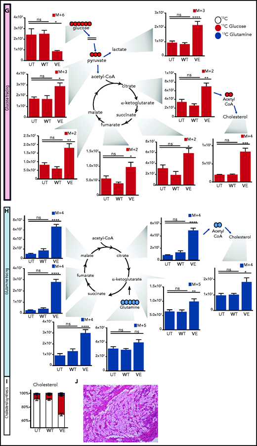 Immunometabolic changes indicative of TI in macrophages expressing BRAFV600E. (A) Western blot determination of phosphorylated AKT (p-AKT). The levels of total AKT in whole-cell lysates were used as the protein-loading control. (B) Analysis of ECAR measurements on primary human monocytes isolated from healthy volunteers in 3 different conditions, nontransduced (UT), transduced with wtBRAF (WT) or BRAFV600E (VE), in basal conditions and after sequential addition of glucose, oligomycin, and 2-DG. (C) Relative ECAR to oxygen consumption rate ratio (right). ***P < .001; ****P < .0001, unpaired Student t test. (D) Summary of metabolomics studies: primary human monocytes isolated from 3 healthy volunteers were cultured in 3 different conditions: nontransduced (UT, isolated primary monocytes), transduced with wtBRAF (WT), and transduced with BRAFV600E (VE). Cells were cultured in RPMI-1640+FBS only (Cold) or RPMI-1640+FBS with the addition of 13C6-glucose labeled glucose or 13C5-glutamine for tracing experiments. (E) Principal component analysis (PCA) of high-throughput metabolomics analysis on cold samples showing separation of experimental conditions along the component 1 axis (76.3%); interindividual variability is described by the component 2 axis (12.8%). (F) Hierarchical clustering analysis of the top 50 significant metabolites (Student t test) is represented as a heat map grouped by pathways that are known to be relevant to TI. (G) Overview of the glycolysis pathway in tracing experiments with U-13C6-glucose. (H) Overview of the TCA pathway in tracing experiments with 13C5-glutamine. (I) Incorporation of carbons in de novo synthesized cholesterol: carbon molecules deriving from either labeled glucose (red) or labeled glutamine (blue) are expressed as a percentage of the total. (J) Hematoxylin and eosin stain of ECD lesion (skin biopsy specimen, original magnification x200). (G-I) *P < .05; **P < .01; ***P < .001; ****P < .0001; ns, nonsignificant. Statistical significance of differences was evaluated with ANOVA. FBS, fetal bovine serum.
