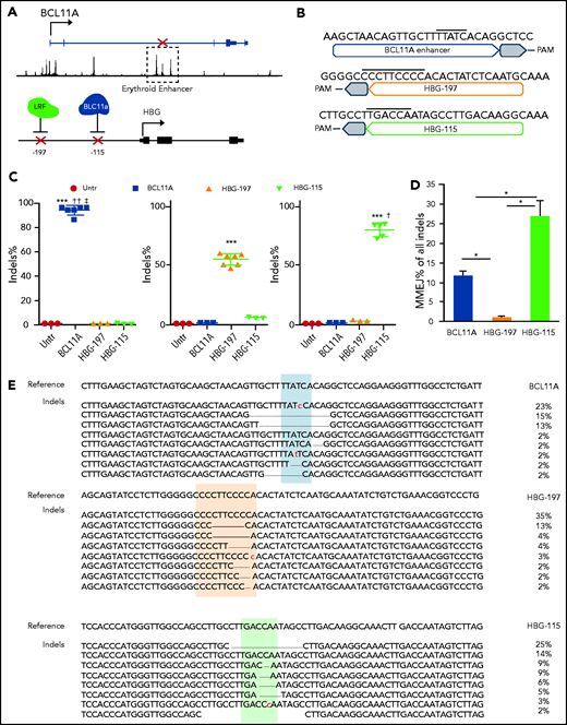 Gene editing of human CD34+ cells after RNP electroporation. (A) Schematic depiction of the genome editing targets in chromosomes 2 and 11. (B) Sequence of the optimal sgRNAs used for the downstream assays. Overlined is the binding sequence of the transcription factors GATA1, LRF, and BCL11A, respectively. (C) Percentage of introduced indels 2 days post-RNP electroporation. (D) Frequency of microhomology-mediated end joining (MMEJ) within the different indels. (E) Most abundant genotypes (representing >2% of the alleles) post–genome editing for the 3 loci. All plots represent data from at least 4 different CD34+ cell donors. Values are represented as means ± standard error of the mean (SEM). ***P ≤ .0001, *P ≤ .05 vs untreated (untr); ††P ≤ .001, †P ≤ .05 vs HBG-197, ‡P ≤ .05 vs HBG-115 (unpaired Student t test).
