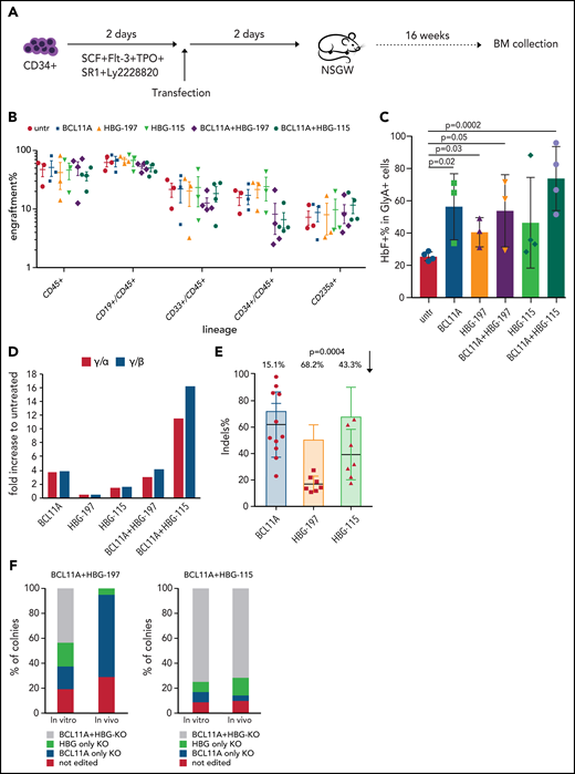 In vivo performance of the double-edited cells. (A) Experimental procedure of the in vivo experiments. CD34+ cells from healthy donors were cultured in the presence of cytokines and a small molecule combination to maintain their HSC population for 2 days before electroporation with the respective RNPs or RNP combinations. The cells were transplanted into NBSGW mice 2 days posttransfection. The mice were euthanized 16 weeks posttransplantation and their bone marrow (BM) was collected for further analysis. (B) Engraftment and multilineage reconstitution of the human cells in the recipients 16 weeks posttransplantation. (C) HbF expression in BM-engrafted human erythroid (GlyA+) cells assayed by FACS. (D) HPLC data for γ-globin chain expression. The values are represented as a fold difference from mice receiving untransfected cells. (E) Indel frequency per loci in BM-engrafted human cells (dots) and in the input cells (bars). Each dot represents a different mouse. The indel drop is presented as a percentage on top of the graph. Values are represented as means ± SEM (n ≥ 3 mice). (F) Composition of colonies pre- (in vitro) and post- (in vivo) transplantation in terms of indel presence in 1 or both targeting sites.