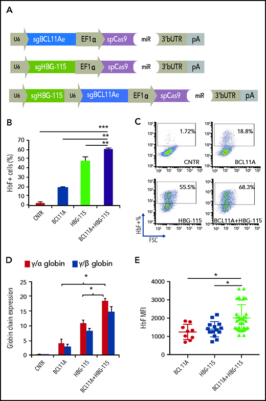 An HD-Ad5/35++ vector for multiplex mutagenesis in human erythroid cells. (A) Design of the 3 adenoviral vectors used in downstream experiments. (B) HbF expression in bulk-transduced HUDEP-2 cells after transduction with the different Ad-CRISPRs. All samples were transduced with the same MOI. (C) Representative HbF FACS dot plots. (D) γ-globin expression as evaluated by HPLC. (E) HbF expression presented as mean fluorescent intensity (MFI) in single-cell clones derived from Ad-BCL11A–, Ad-HBG-115–, or Ad-BCL11A + HBG-115–transduced cells. Values are represented as means ± SEM. ***P ≤ .0001, **P ≤ .001, *P ≤ .05 (unpaired Student t test).