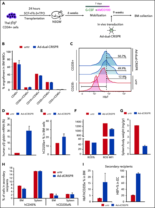 In vivo genome editing of β0/β0-thalassemic cells. (A) Experimental procedure for the in vivo genome-editing experiments. Briefly, mobilized CD34+ cells from a β0/β0-thalassemic patient were transplanted into nonmyeloablated NBSGW mice (n = 3). Six weeks posttransplantation, the mice were mobilized for 7 days with G-CSF + AMD3100. On the seventh day of mobilization, the mice were injected with the Ad-dualCRISPR (Untr = saline). The mice were euthanized 9 weeks later and their BM was collected for further analysis. (B) Multilineage reconstitution 16 weeks posttransplantation. (C) HbF expression in human engrafted nonerythroid (used as control) and erythroid cells assayed by FACS. (D) γ-/β-globin percentage assayed by quantitative RT-PCR. (E) Engraftment of human erythroid cells (GlyA+/CD45−) in the mouse BM at the time of euthanization. (F) Reactive oxygen species (ROS) of the thalassemic engrafted cells at the time of euthanization. (G) Adjusted to weight spleen sizes at the time of euthanization. (H) Engraftment of thalassemic hCD45+ and hCD2345a+ cells in secondary recipients in the BM and spleen as a percentage over the total number or cells. (I) HbF expression in engrafted erythroid cells in the secondary recipients’ BM (left panel) and after ex vivo differentiation of BM cells (right panel).