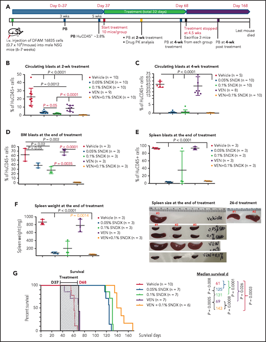 Menin inhibition demonstrates antileukemia activities and prolongs mouse survival, which is further enhanced by Bcl-2 inhibition in an NPM1c/FLT3-ITD/TKD PDX model. (A) The mouse model and experimental scheme. Percentage of huCD45+ cells in peripheral blood at 2 weeks (B) and at 4 weeks (C) and at the end of the treatment in BM (D) and spleen (E), as determined by flow cytometry. (F) Spleen weight and size at the end of the treatment. (G) Survival curve. Mouse survival was estimated using the Kaplan-Meier method, and survival data were analyzed using the log-rank test. Differences between groups were determined using the Student t test. Values of P ≤.05 were considered statistically significant. D, day; PB, peripheral blood; PK, pharmacokinetics; SNDX, SNDX-50469; VEN, venetoclax.