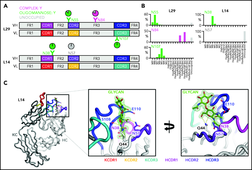 Glycan composition and structure of the lymphoma-derived Fabs. Determination of the crystal structure of L14 and glycan analysis of Fabs L14 and L29 that have N-glycan sites in both the CDR loops and the FR. (A) Schematic representation of the Ig variable heavy (H) and kappa light (κ) chain pairs of L29 and L14 displaying the location of the AGSs and of the natural N57 glycosylation site. Sites are numbered according to the IMGT/V-QUEST numbering system. Distribution of each site is represented relative to CDR or FR and colored by predominant glycan composition. Pie charts are colored according to the proportion of oligomannose-type glycans, processed complex-type glycans, and no glycans at each site. At least 1 CDR AGS is always occupied by glycans terminating at oligomannose-type in both L14 and L29, whereas the site in FR3 of L29 is predominantly but not always occupied by complex glycans. (B) Site-specific glycan compositions detected for L29 and L14 as determined by liquid chromatography-mass spectrometry. Bars represent the relative abundance of each category of glycan. Oligomannose-type (green) glycans are categorized according to the number of mannose residues (M9-M5), hybrids by the presence/absence of fucose (F), and complex-type glycans (magenta) according to the number of N-acetyl hexosamine structures detected (HexNAc) and the presence or absence of fucose. The proportion of AGSs without a glycan attached is shown as a gray bar. (C) Structure of the L14 Fab at 1.65 Å resolution. The Ig heavy chain (HC) is light gray and the Ig κ light chain (KC) is dark gray. CDR loops are shown: KCDR1 (red), KCDR2 (yellow), KCDR3 (light blue), HCDR1 (magenta), HCDR2 (purple), and HCDR3 (blue). The amino acids Q44, N57, and E110 that interact with the glycan at position N38 are shown as sticks. Their carbon atoms are colored according to the CDR on which they are present, whereas their oxygen atoms are red and their nitrogen atoms are blue. The 2 resolved GlcNAc residues at N38 are colored by atom with carbon in green, oxygen in red, and nitrogen in blue. Atoms likely to form electrostatic interactions with the N38 glycan are shown as dashed yellow lines. The representation in the left panel is rotated by 100° on the y-axis and 20° on the x-axis in the right panel to visualize the contacts of the glycan to itself and to the protein. Maximum likelihood-weighted 2Fo-Fc electron density obtained for the glycan at N38 is shown (green mesh).